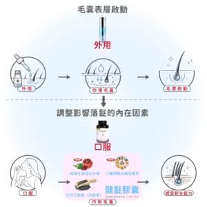 外泌體作用毛囊表層 健髮膠囊調整內在營養循環促進生長