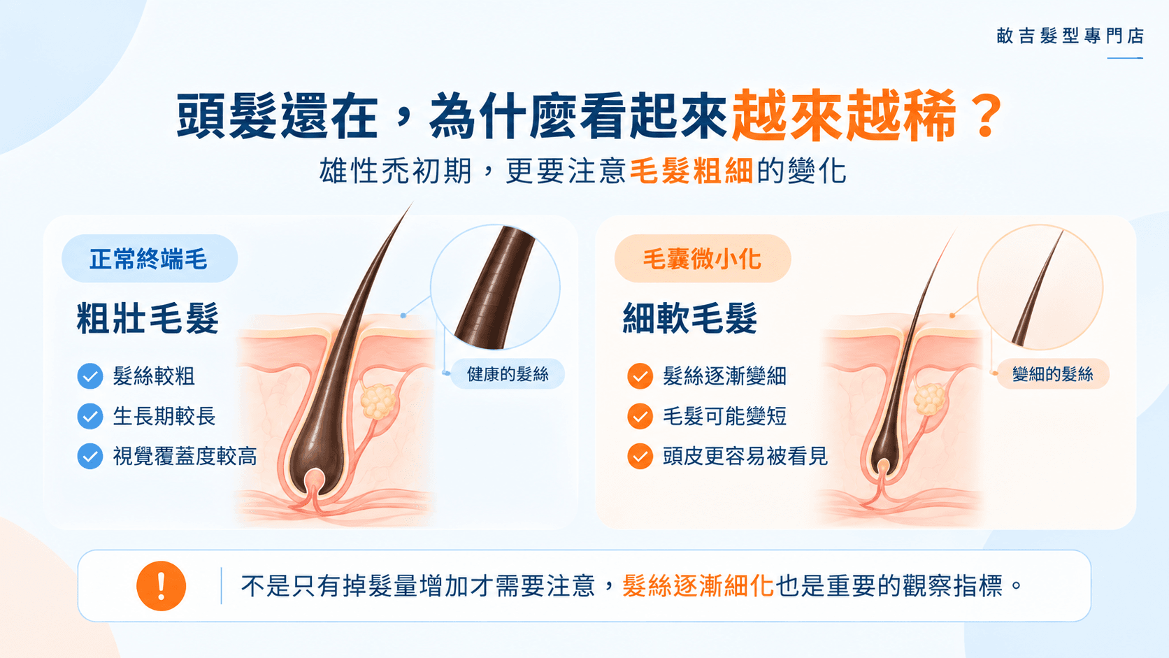 雄性禿初期症狀的粗髮與細髮比較圖，呈現正常終端毛與毛囊微小化後細軟毛髮的差異。